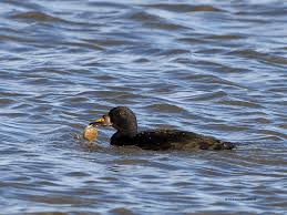 Zondagmorgen vroeg op het strand, laatste restje winter voordat de dooiaanval goed doorzet, laagwater, niemend te bekennen behalve veel vogels. Vroege Vogels Foto Vogels Zwarte Zee Eend