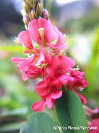 Image result for Indigofera hendecaphylla