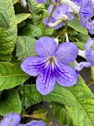 Image result for Streptocarpus kamerunensis