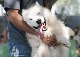 Dog walking, pet sitting and horse care services in salida, colorado. The 15 Best Companion Dogs Purewow