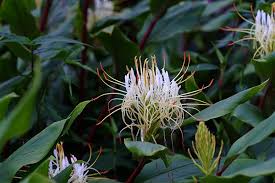Image result for Hedychium