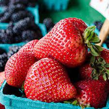 Buy Web Exclusive At Gurneys Seed Nursery Co Fruit Trees For Sale Fruit Plants Fruit Trees