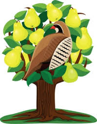 Photograph by joel sartore, nat geo image collection. The 12 Days Of Job Searching And A Partridge In A Pear Tree Mcacesblogs
