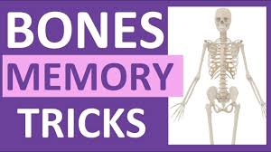 Human body (206) axial skeleton (80) appendicular skeleton (126) skull (28) torso (52) upper extremity (32 x 2 = 64) lower extremity (31 x 2 = 62) paired bones (11 x 2 = 22) nasal lacrimal inferior nasal concha maxiallary zygomatic temporal palatine parietal malleus incus stapes paired bones (12 x 2 = 24) rib 1 rib 2 rib 3 rib 4 rib 5 rib 6 How To Learn The Human Bones Tips To Memorize The Skeletal Bones Anatomy Physiology Youtube