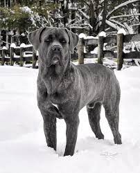 It is closely related to the neapolitan mastiff. Italian Mastiff Photograph By Fran J Scott
