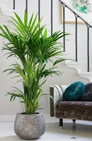 Kentia Palme Balkon Garten Gartenarbeit Haus Garten Zenideen Balkon Em 2020 Plantas Da Casa Faceis Planta De Decoracao Interior Decoracao Com Vasos De Plantas