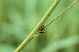 Image result for Sesbania pachycarpa