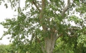 Eur 7.95 to eur 62.63. Arjun Tree Bark Powder Arjuna Bark Wholesaler From Ghazipur
