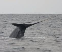 Ultima misiune este moartea, iar, daca jucatorii vor sa paraseasca jocul. Balena AlbastrÄ MÄrturia Unei Fete Care A Vrut SÄ Intre In Jocul Care Impinge Copiii Spre Tragedie Evenimentul Zilei