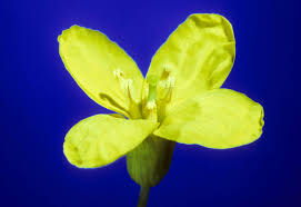 Image result for Brassica rapa