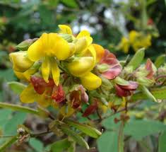 Image result for Argyrolobium tomentosum
