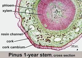 Plant stem cell under microscope labeled. Pinus Phylum Coniferophyta