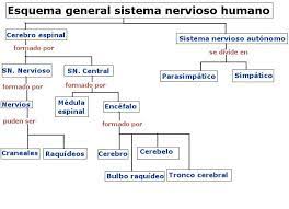 Esta división del sistema nervioso unifica a todos los nervios que se segregan del sistema nervioso central y se dirigen por todo el cuerpo. Esquema Del Sistema Nervioso Laura