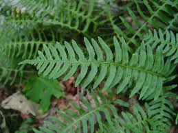 Image result for Polysphaeria pedunculata