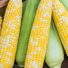 Pin On Vegetable Plants
