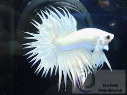 Image From Http Bg1 Bloggang Com Data C Cattgang Picture 1232382761 Jpg Bể Ca