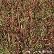 Shenandoah Switchgrass Low Water Plants High Country Gardens Grasses Landscaping