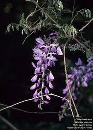 If you walk into a garden centre and pick up a pot of wisteria, chances are it'll be a wisteria frutescens, better known by its brand name 'amethyst falls.' Wisteria University Of Florida Institute Of Food And Agricultural Sciences