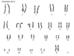 All species are characterized by a set of chromosomes to carry their genetic information. How Do Different Peoples Chromosomes Compare