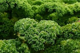 Ran An Den Grunkohl Rezeptideen Grunkohl Grunkohl Rezepte Low Carb Gemuse