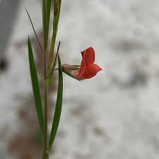 Image result for Lathyrus