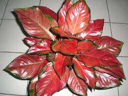 Aglaonema Red Sumatra Tanaman Hias Berharga Tinggi Ornamental Plants Plants Trees To Plant