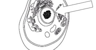 Biology Quiz Plant And Animal Cell Organelles