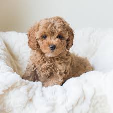 Help my doodle has mats teddybear goldendoodles. Cavapoochon Faqs What Makes Me A Great Pet Bluebell Pup Cavapoochon Puppies For Sale