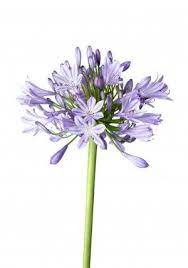 Pin On Plants Poisonous To Pets