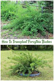 Transplanting Forsythia Tips For Moving Forsythia Bushes Or Shrubs Forsythia Bush Forsythia Shrubs