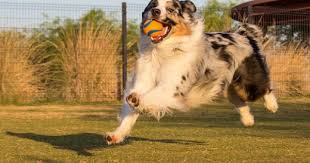 Black White And Brown Australian Shepherd Doesn T Get Any Better Aussie Dogs Australian Shepherd Puppy Friends