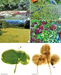 Image result for Lemna aequinoctialis