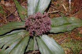 Image result for Floscopa