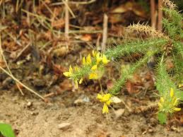 Image result for Ulex minor