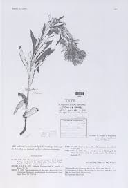 Image result for Macledium zeyheri