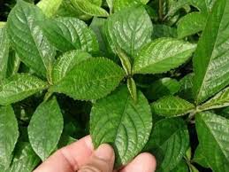 Dinding kandang batas disekeliling kandang dapat dilengkapi dengan dinding atau tanpa Mengungkap Manfaat Daun Keji Beling