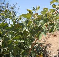 Image result for Commiphora africana