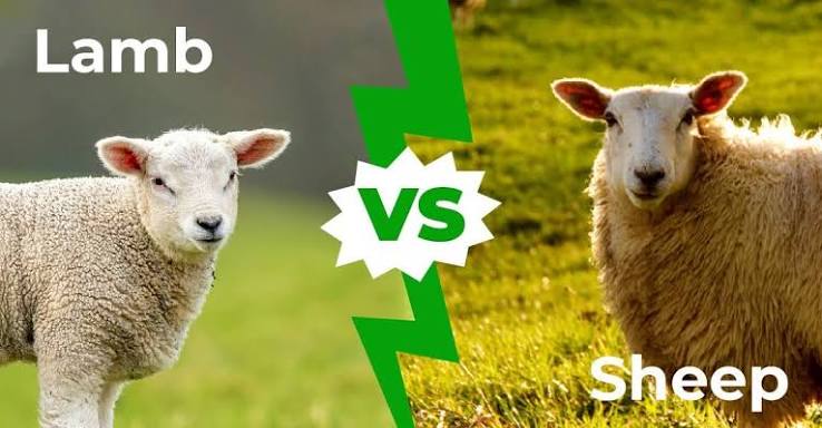 Lambs vs Sheep — 5 Major Differences Explained - A-Z Animals