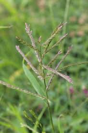 Image result for Polycarpaea eriantha