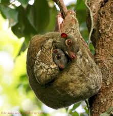 Buggyboard will fit most prams, strollers, buggies, travel systems, single or double pushchairs. Sunda Colugo Flying Lemur Mother And Her Baby Animals Wild Cute Funny Animals Flying Lemur