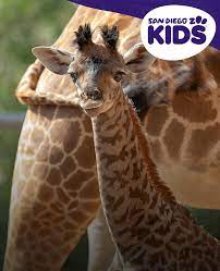 San Diego Zoo Official Site Voted 1 Zoo In The World San Diego Zoo Virtual Field Trips San Diego