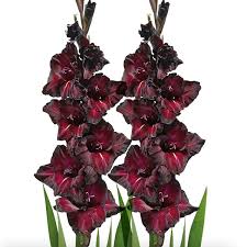 Image result for Gladiolus pretoriensis