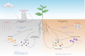 7 main parts of a plant cell. The Enigma Of Environmental Ph Sensing In Plants Nature Plants
