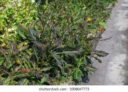 Image result for Gynura pseudochina