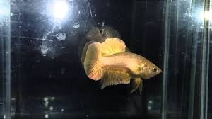 | siamese fighting fish by. Super Gold Betta By Watbetta Thailand Youtube