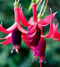 Hardy Fuchsia Bandon Fuchsia Seeds Fuchsia Flower Fuchsia Flowers