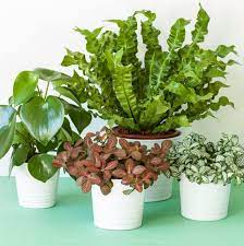 Check spelling or type a new query. 25 Easy Houseplants Easy To Care For Indoor Plants