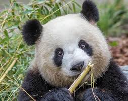 Er liegt am stadtpark theresienstein der stadt hof, in unmittelbarer nähe zum botanischem garten zoologischer garten. Pandabaren In Europa In Diesen Zoos Kann Man Die Baren Beobachten