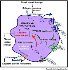 But type 2 diabetes also affects kids and teens, mainly because of childhood obesity. Platelets As Potent Signaling Entities In Type 2 Diabetes Mellitus Trends In Endocrinology Metabolism