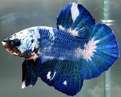 Commonly, these betta fish have a pale base color, and it has. Item Fwbettashmp1446128403 Green Marble Hmpk Male Ends Thu Oct 29 2015 09 20 03 Am Cdt